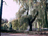 Zdjęcie wykonane kamerką internetową WebCamGo plus w warszaskim parku Saskim